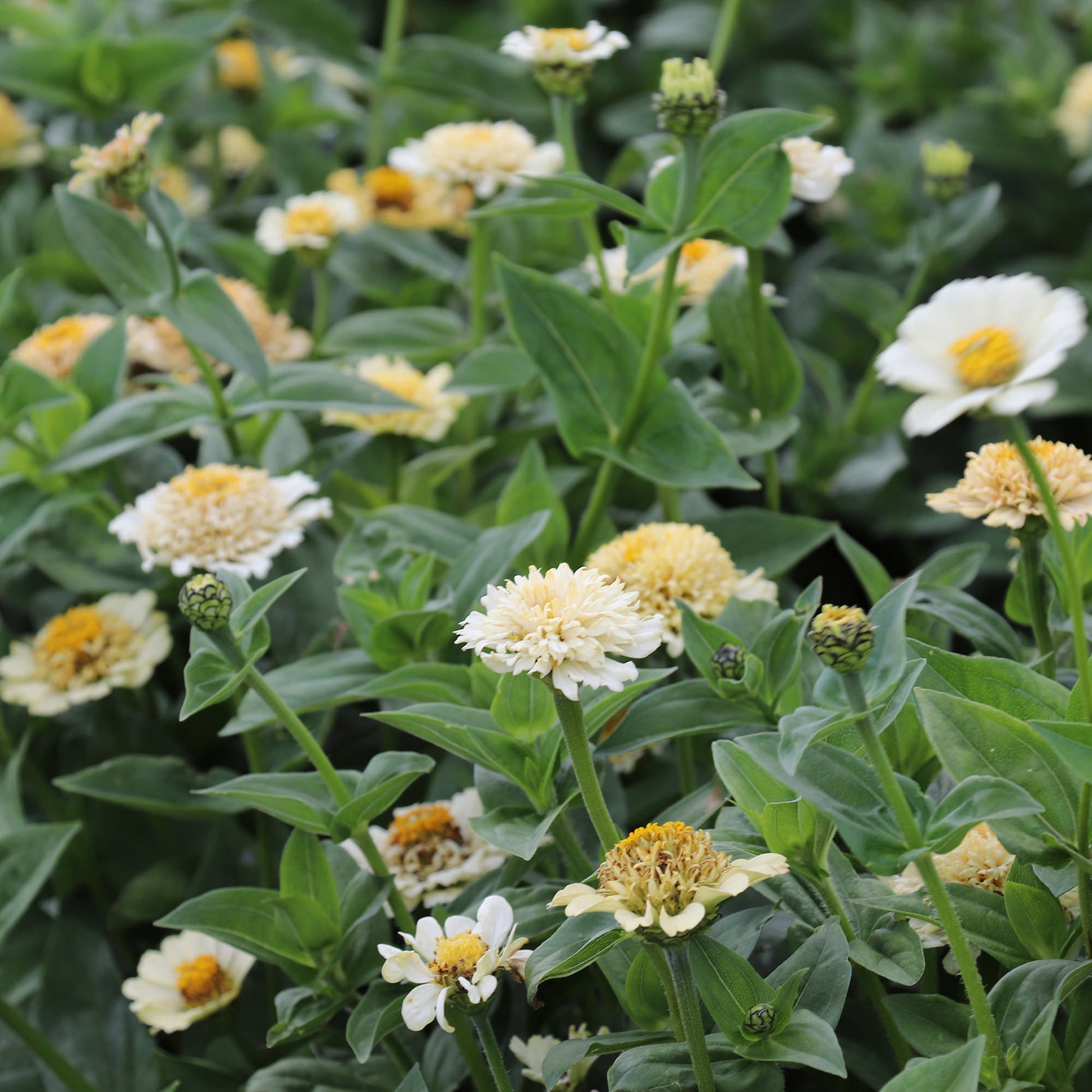Zinnia FlowersZinnia elegans Cresto Crème 