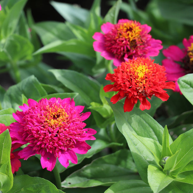 Zinnia Elegans Cresto Violet