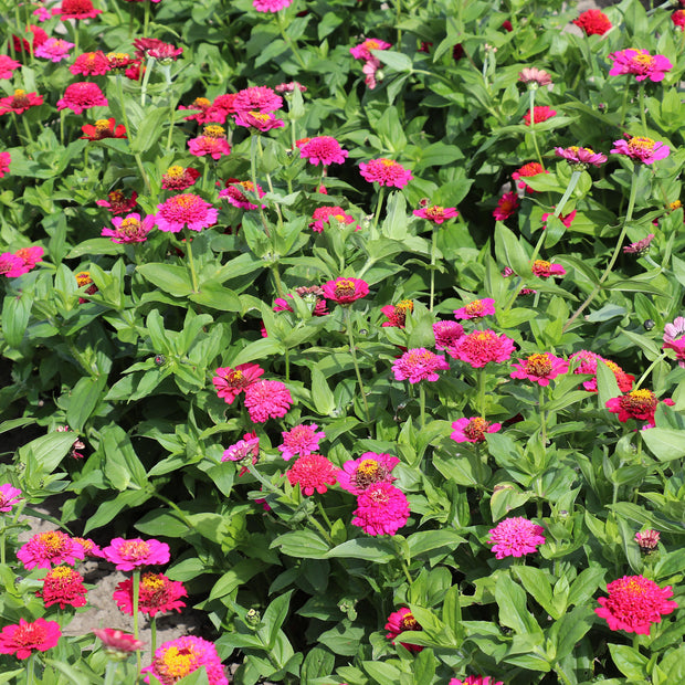 Zinnia Elegans Cresto Violet