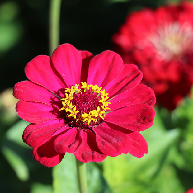 Zinnia Elegans Dahlia-Flowered Meteor