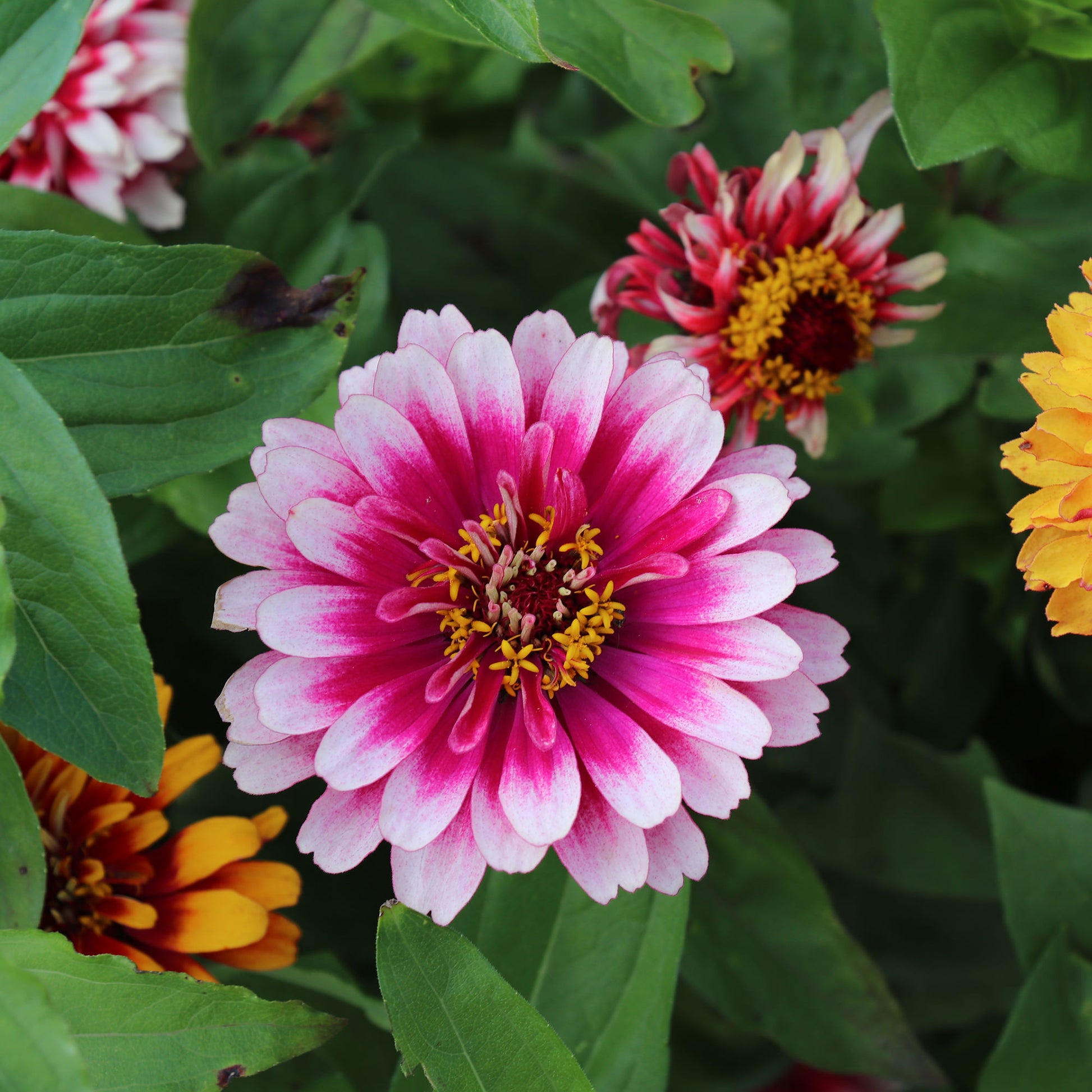 Pink Zinnia