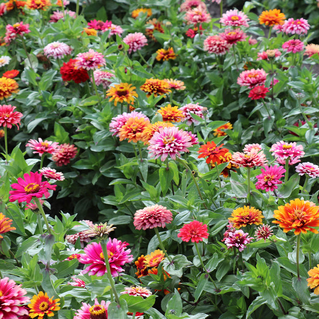 Zinnia Elegans Whirlygig Mix