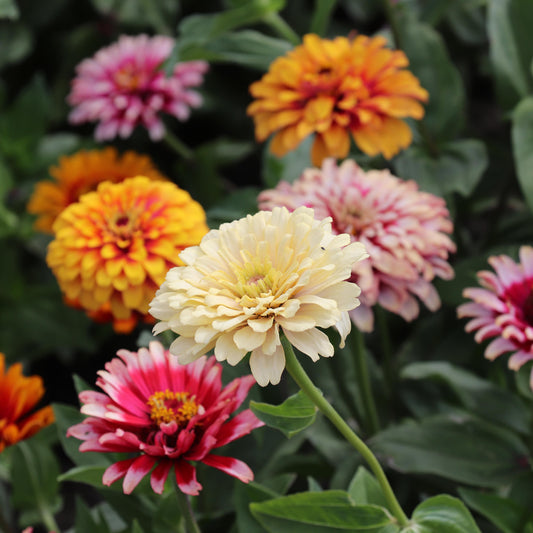 Zinnia Elegans Whirlygig Mix Seeds