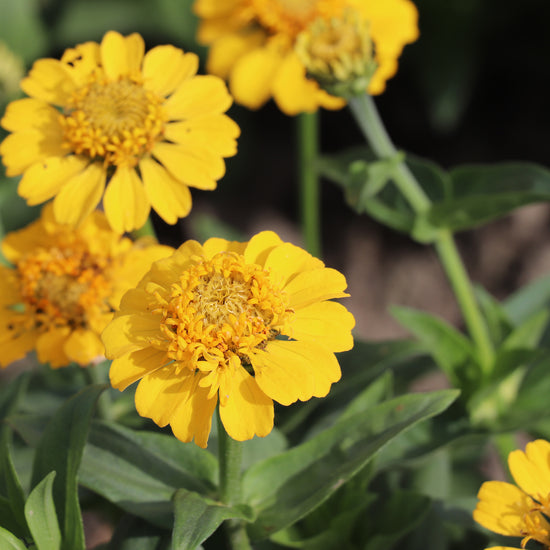Yellow Zinnias