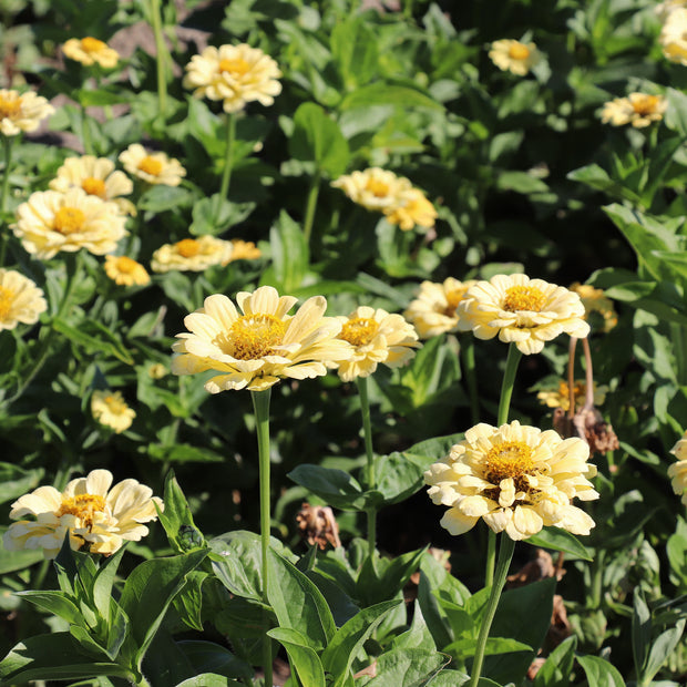 Zinnia Elegans Dahlia-Flowered Isabellina