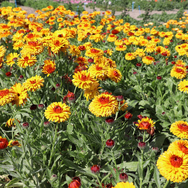 Calendula Bull's Eye