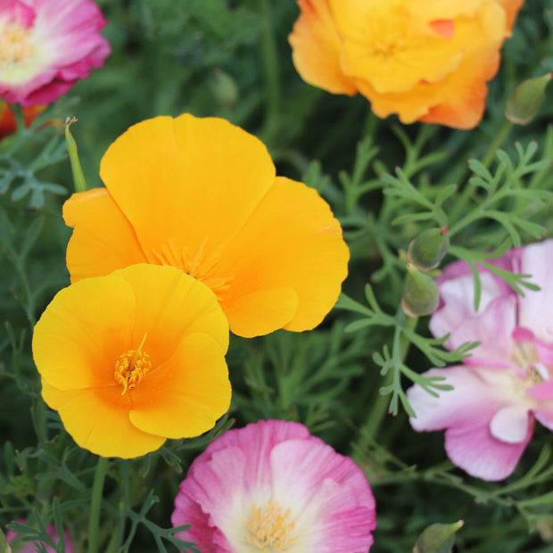 California Poppy XL Jelly Beans