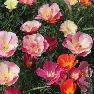 THAI SILK FORMULA MIX California Poppies